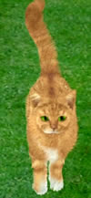 Meet The Cat